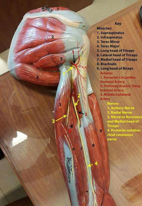 Muscle Of Upper Limb Anatomy, Muscles Of The Upper Extremities, Anatomy Upper Limb, Muscles Of Upper Limb, Upper Limb Muscles, Upper Limb Anatomy, Body Muscle Anatomy, Muscular System Anatomy, Anatomy Education