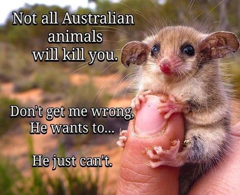 Not all Australian animals will kill you #australia #cute #funny #memes Aussie Memes, Australian Memes, Australia Funny, Australian Animals, Morning Humor, Funny Animal Memes, Funny Animal Pictures, Animal Memes, Cute Funny Animals