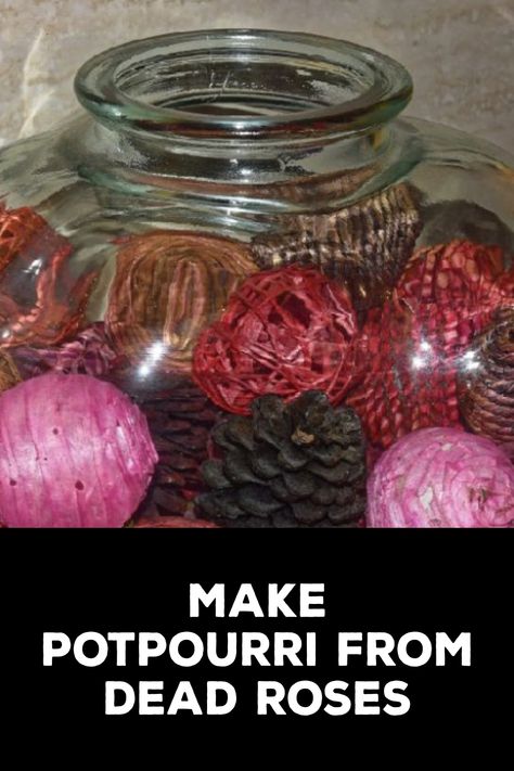 How to Make Potpourri From Dead Roses Make Potpourri, How To Make Potpourri, Dead Roses, Homemade Potpourri, The Most Beautiful Flowers, Natural Air Freshener, Dried Lemon, Dried Rose Petals, Most Beautiful Flowers