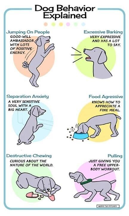 Training Puppy, Puppy Obedience Training, Dog Body Language, Positive Dog Training, Behavior Chart, Puppy Biting, Basic Dog Training, Dog Training Advice, Dog Language