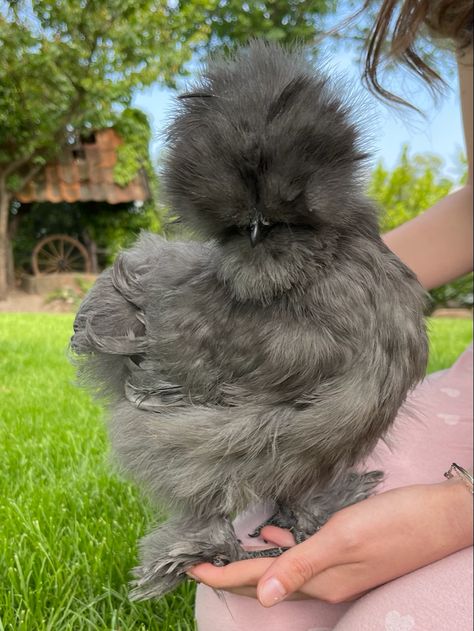 Blue silkie puller Silky Chickens, Fluffy Chickens, Silkie Hen, Fluffy Chicken, Chicken Images, Dream Pet, Silkie Chickens, Sagittarius Quotes, Gallery Wallpaper