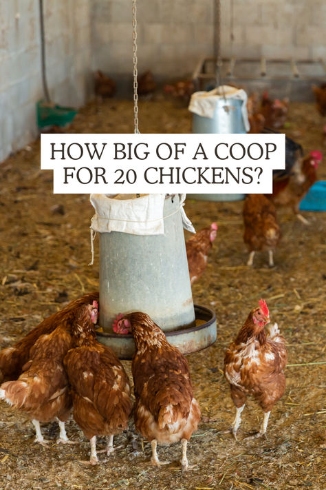 How Big of a Coop for 20 Chickens: A Complete Guide - The Homesteading Way Basic Chicken Coop, Urban Chicken Farming, Small Chicken Coops, Easy Chicken Coop, Chicken Coop Garden, Chicken Barn, Portable Chicken Coop, Backyard Chicken Coop Plans, Diy Chicken Coop Plans