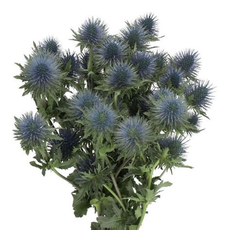 <p>  	ERYNGIUM (THISTLE) MAGNETAR QUESTAR is a pretty Blue/Purple ornamental thistle. It is approx. 70cm and wholesaled in Batches of 25 stems. Very popular for wedding flowers & floristry work.</p> Flower Types, Thistle Flower, Florist Supplies, Christmas Jars, Floral Accessories, Long Trips, Types Of Flowers, Blue Purple, Blue Flowers