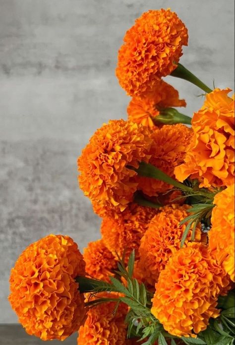 Orange Marigold Flower, Orange Marigold Aesthetic, Nails Acrylic Flowers, Aesthetic Flower Tattoo, Tattoo Design Flower, Orange Marigolds, Nail Flowers, Dresses Flowers, Orange Marigold