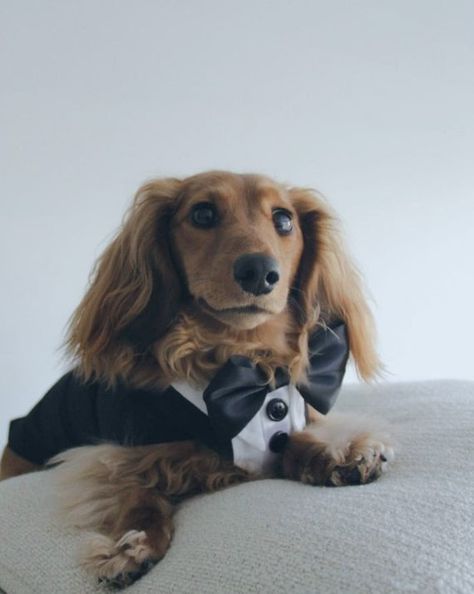 Dog Wedding Tuxedo, Black Dog Tuxedo, Dog Bandanna, Dog Formal Suit, Tailor-made to Measure, Choose Fabric and Bowtie Color, Add a Ring Clip Wedding Tuxedo Black, Black Tuxedo Wedding, Formal Dog, Dog Wedding Attire, Dog Tuxedo, Dog Bandanna, Tuxedo Black, Wedding Tuxedo, Formal Suit