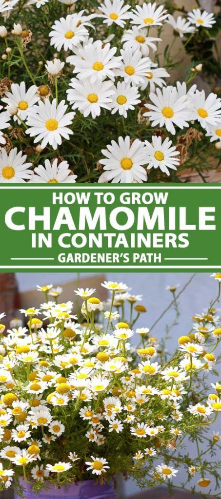 Grow Chamomile, Chamomile Growing, Herb Container, Chamomile Seeds, Homestead Gardening, Chamomile Plant, Diy Container Gardening, Medicinal Herbs Garden, Witch Garden