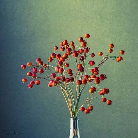 Rosehip, Flower Photography, Rosa Canina, Canine Rose, Rose Hip, Macese, Winter Bloom, Winter 2016 Colors, Interior Design, Frames Rosehip Flower, Flower Photography, Flowers Photography, Red Peppercorn, Bouquets, Interior Design, Flowers, Floral, Photography