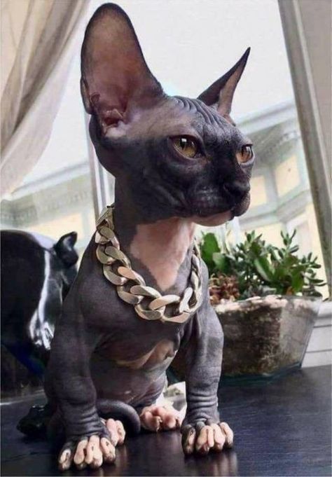 Hairless Kitten, Cute Hairless Cat, Sphinx Cat, Hairless Cat, Sphynx Cat, Cat Accessories, Sphynx, Beautiful Cats, Crazy Cats