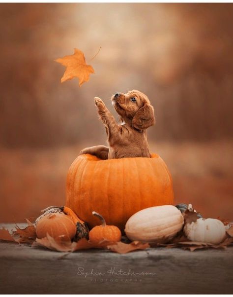 Fall Dog Photos, Pet Poses, Autumn Dogs, Fall Collage, Autumn Animals, Collage Pictures, Puppy Photography, Cute Dogs Images, Cute Animals Puppies