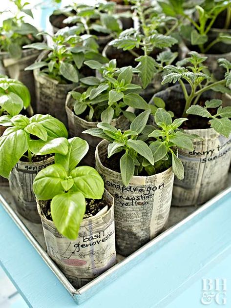 Get a jump start on the gardening season. Newspaper Pots, Herbs Growing, Fire Pit Decor, Indoor Vegetables, Paper Pot, Diy Garden Fountains, Brick Garden, Starting Seeds Indoors, Indoor Vegetable Gardening