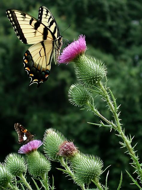 Bull Thistle, Family Description, Thistle Tattoo, Tiger Swallowtail, Moth Caterpillar, Beautiful Butterflies Art, Thistle Flower, Wildlife Habitat, Butterfly Kisses