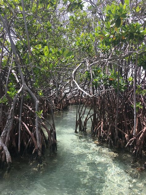 Kayaking through the mangroves - Review of Parguera Water Sports and Adventures, La Parguera, Puerto Rico - TripAdvisor Florida Mangroves, Parguera Puerto Rico, Bioluminescent Bay, Mangrove Swamp, Mangrove Forest, Water Sport, Nature Aesthetic, Water Sports, Beautiful World