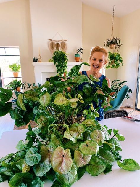 Syngoniums have soft stems and tend to get floppy and fall over as they grow. Here are a few things I’m doing to keep my leggy Arrowhead Plant bushy and full.Botanical Name: Syngonium podophyllum Common Name: Arrowhead Plant, Arrowhead Vine Why An Arrowhead Plant Gets Leggy and Falls OverThese tropical plants grow up trees and along the ground via aerial roots in their natural habitat. You might have bought yours as a small 4 inch plant, and a year or two later, it’s turned into a ju… Arrowhead Vine, Syngonium Podophyllum, Inch Plant, Arrowhead Plant, Fall Over, Tropical Plants, Habitat, Indoor Plants, House Plants