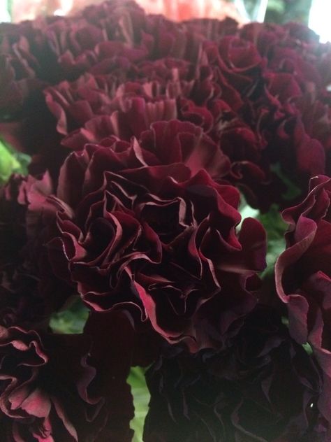 Black/ burgundy carnations Burgundy Carnations, Burgundy Bouquet, Flower Identification, Outdoor Fall Wedding, Shades Of Burgundy, Carnation Flower, Colorful Bouquet, Burgundy Flowers, Wedding Tables