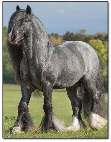 Pinned via Brandie Hart's board Horses 2 (pinterest.com/pin/237705686562291668) Grey Clydesdale, Clydesdale Horse, Clydesdale Horses, Draft Horse, Big Horses, Most Beautiful Animals, Majestic Horse, All About Horses, All The Pretty Horses