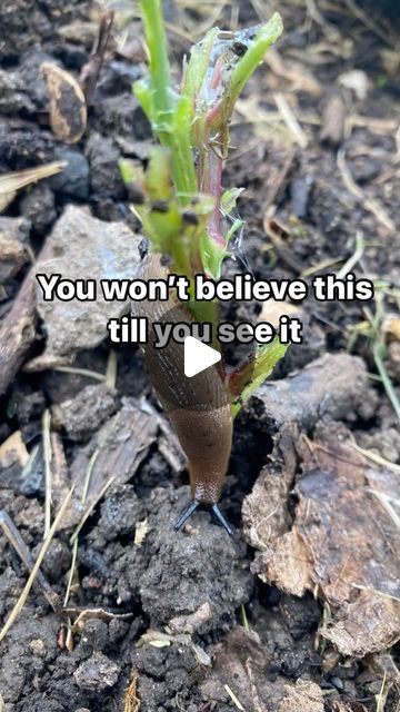 Slugs In Garden, Garden Hacks, Porridge Oats, Veg Garden, Creative Gardening, Slug, Flowers Plants, Love Flowers, Cottage Garden