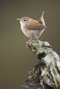 Wren, Troglodytes troglodytes, adult male on perch, Scotland British Birds, British Wildlife, Bird Pictures, Exotic Birds, Birds Tattoo, Pretty Birds, Bird Photo, Colorful Birds, Bird Garden