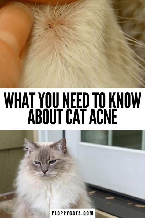 Chin Acne Remedies, Cat Facts Funny, Cat Skin Problems, Feline Acne, Cat Acne, Chin Acne, Cat Health Problems, Acne Tips, Skin Care Home Remedies