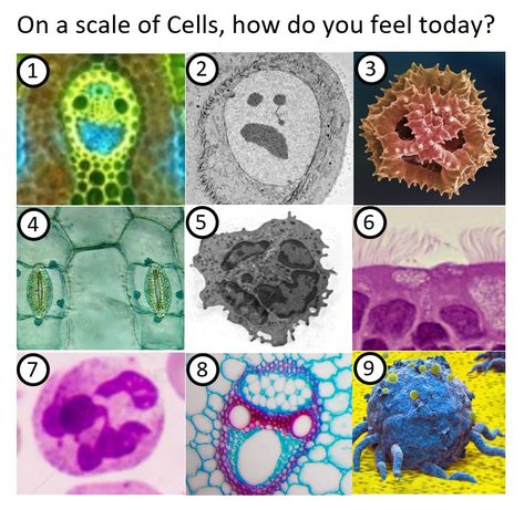 On a scale of Cells, how do you feel today? 9 options show different cells that look like faces expressing different emotions Cursed Science Diagrams, Last Two Brain Cells Funny, Biology Memes Hilarious, On A Scale Of How Are You Feeling, Biology Crochet, Microbiology Humor, Biology Jokes, Anatomy Biology, Anatomy Memes