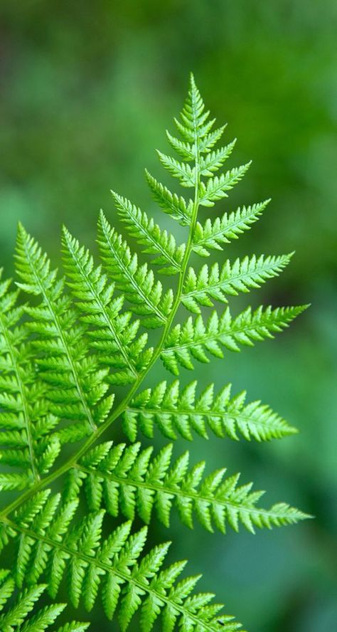 Green Plants Wallpaper, Wallpapers Bright, Fern Background, Fern Photography, Macro Fotografia, Green Images, Green Floral Wallpaper, Floral Wallpapers, Leaf Photography