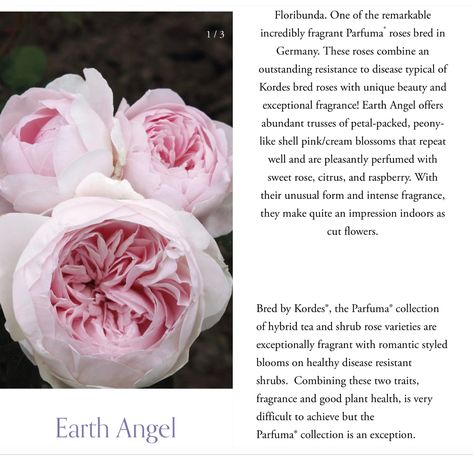 Earth Angel Rose, Cozy Minimalist, Rose Plant, Heirloom Roses, Plant Aesthetic, Planting Roses, Earth Angel, Climbing Roses, Secret Garden