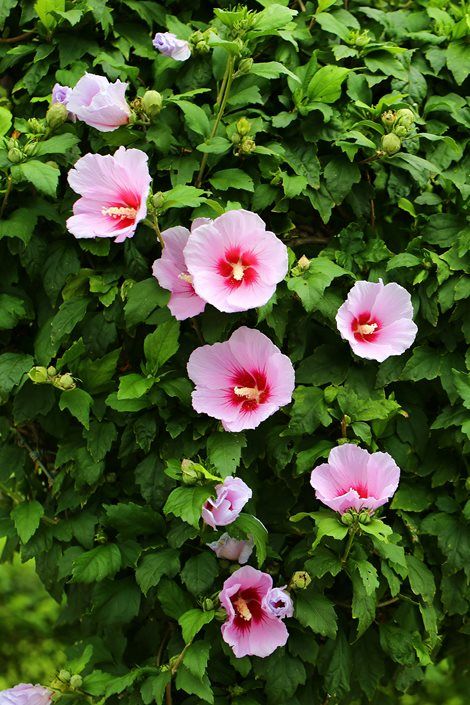 Learn how to grow and care for rose of Sharon plants and other types of hardy hibiscus flowers. Includes fertilizing, watering and pruning info, as well as pictures of popular types of hardy hibiscus. Rose Of Sharon Tree, Mallow Plant, Hibiscus Tree, Hardy Hibiscus, Hibiscus Plant, Day Lilies, Flower Garden Design, Flower Nail Designs, Rose Of Sharon