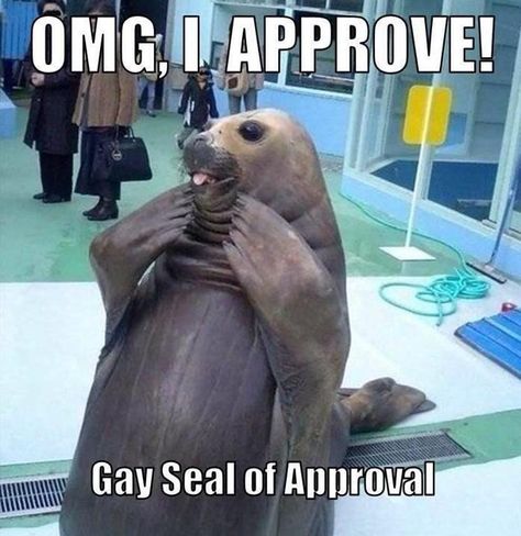 Gay Seal of Approval Funny Commercial Ads, Animal Captions, Funny Commercials, Dresses Homecoming, Oh My God, E Card, My God, Funny Animal Pictures, An Animal