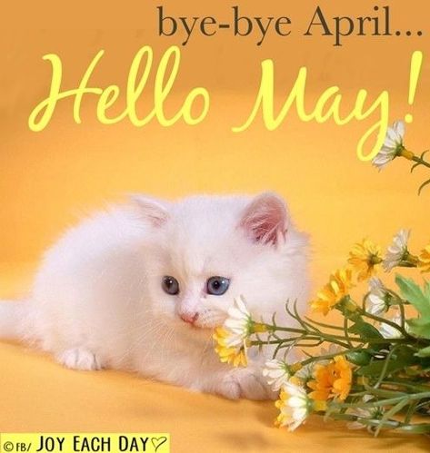 Bye Bye April Hello May Pictures, Photos, and Images for Facebook ... Hello Mai, Bye April, Beautiful Cats Pictures, Kitten Wallpaper, Hello May, White Kittens, Baby Kittens, White Cats, Little Kittens