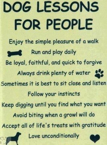 Absolutely LOVE All of Our Fur Babies!!! 🐶🐶🐶🐶🐶🐶🐶 Dale Carnegie, E Card, Dog Quotes, Simple Pleasures, Training Tips, Good Advice, Border Collie, I Love Dogs, Great Quotes