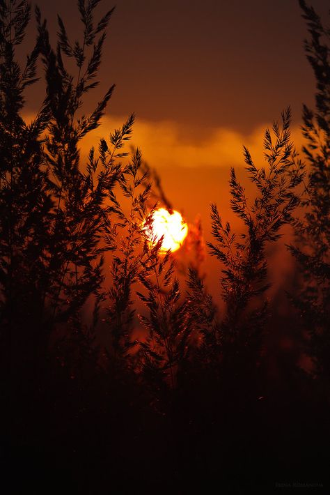 Grass at the dawn | One early morning | Irina Romanova | Flickr Sun Dawn Aesthetic, Dawn Photography Morning Light, Dawn Astethic, Dawn Core, Dawn Aesthetic, Sun Dawn, Dark Sunset, Bright Night, Grass Background