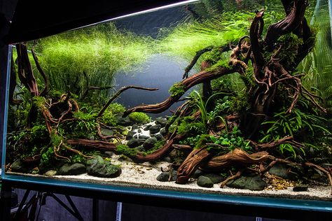 regeneración-21 Fish Aquarium Ideas, Wabi Kusa, Biotope Aquarium, Aquarium Garden, Cool Fish Tanks, Fish Tank Design, Aquascape Design, Betta Aquarium, Tropical Fish Tanks