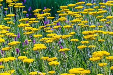 One of the tallest Yarrows, award-winner Achillea filipendulina 'Gold Plate' exhibits masses of long-lasting, impressive golden yellow umbels, up to 6 in. wide (15 cm), atop a very attractive fern-like semi-evergreen foliage which has a spicy aroma when crushed. Well-mannered, this Fernleaf Yarrow will not be invasive and take over your yard. Easy care, drought, heat, humidity, deer and rabbit Achillea Filipendulina, Yellow Yarrow, Yarrow Plant, Food Forest Garden, Herbaceous Border, Perennial Border, Herbaceous Perennials, Hardy Perennials, Sun And Water