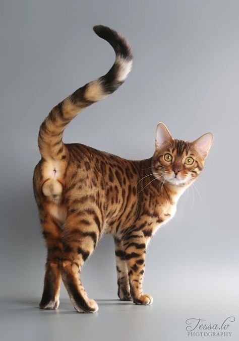 Colorful Hairstyles, Cat Anatomy, Cat Reference, Gorgeous Cats, Cat Pose, Cat Photography, Warrior Cat, Bengal Cat, Warrior Cats