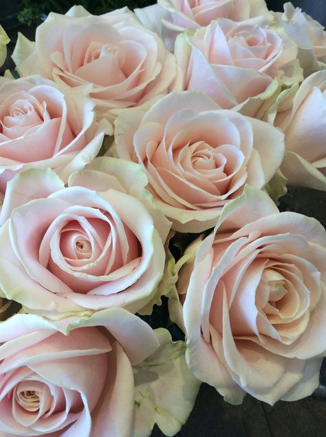 Sweet Avalanche Rose, Flower Descriptions, Avalanche Rose, Wedding Palette, Wonderful Flowers, Love Rose, Flower Beauty, Flower Power, Bouquets