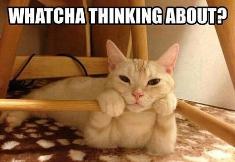 Watcha thinking about? Whatcha Doin, Humor Animal, Animal Quotes, Doja Cat, Cats Meow, Funny Animal Pictures, Crazy Cat Lady, Animal Memes, Cute Funny Animals