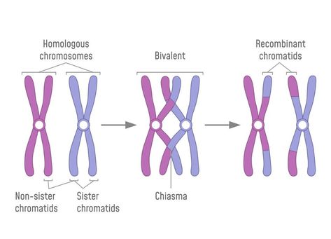 G1 Phase, Nuclear Membrane, Somatic Cell, Process Of Evolution, Eukaryotic Cell, Dna Replication, Cell Cycle, Cell Division, Animal Cell