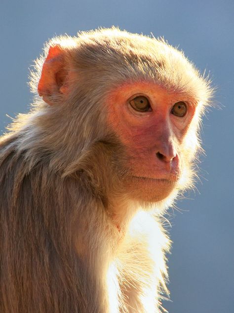 Monkeys Reference, Macaques Monkey, Monkey Reference, Monkey Photos, Monkey Images, Chinese Monkey, Rhesus Monkey, Monkey Smiling, Rhesus Macaque