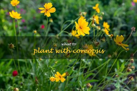 5 Perfect Companion Plants To Grow With Coreopsis | ShunCy Coreopsis Companion Plants, Coreopsis Flower, Tickseed Coreopsis, Wood Roses, Russian Sage, Growing Greens, Meadow Garden, Companion Plants, Plants To Grow