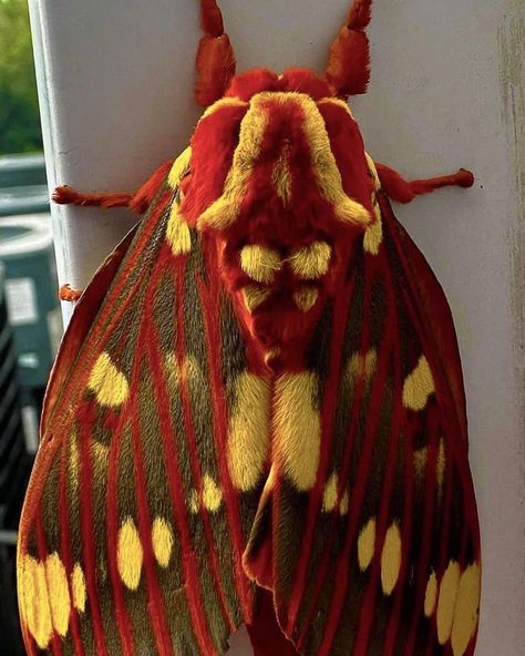 🦋Christine🦋 on X: "Royal walnut Moth If this thing lands on me. Just know I’m going to look like one of those cartoon characters. So stand back you could get hurt. https://t.co/PpuEUxH8Ud" / X Regal Moth, Colorful Moths, Cute Moth, Cool Insects, Beautiful Butterfly Pictures, Beautiful Butterfly Photography, Moth Caterpillar, Butterfly Species, Cool Bugs