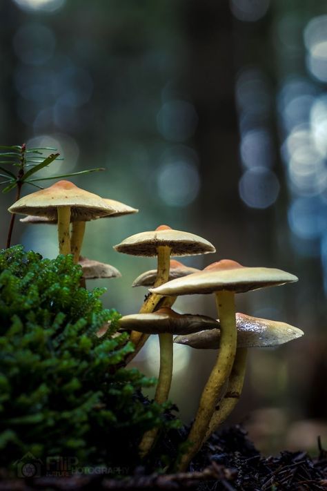 I’ve Been Picking Mushrooms For My Whole Life But Only Now Started To Photograph Them | Bored Panda Beautiful Mushrooms, Mushrooms Growing, Forest Mushrooms, Mushroom Pictures, Bad Reputation, Mushroom Fungi, Wild Mushrooms, Mushroom Art, Forest Landscape