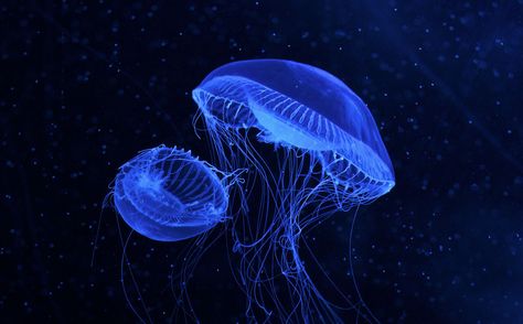 jellyfish Blue Jellyfish Widget, Jellyfish Widget, Widget Long, Long Widget, Blue Jellyfish, See World, Living Water, Phone Stuff, Feeling Blue