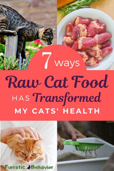 Raw Foods For Cats, Raw Diet For Cats Food Recipes, Veggies For Cats, Cat Raw Diet Food Recipes, Raw Cat Food Recipes Homemade, Barf Diet For Cats, Raw Feeding For Cats, Healthy Cat Diet, Diy Healthy Cat Food