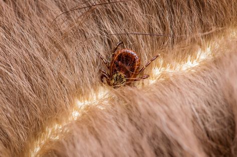 How to Safely Remove a Tick from Your Dog — The Right Way Tick Removal Dog, Ticks On Dogs, Deer Ticks, Tick Removal, Tick Bite, Bacterial Diseases, Tick Prevention, Orange Cats, Horse Health