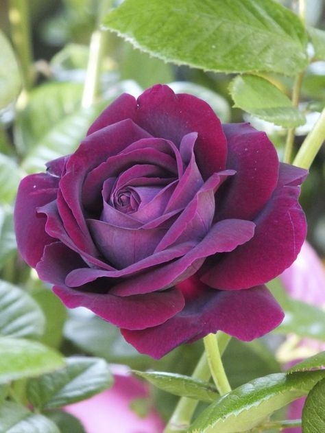 Souvenir du Dr Jamain. Rich fragrance, velvet texture. Bred by Lacharme, France 1865, a seedling from ‘Charles Lefebvre’. A superb rose if kept away from scorching sun, which it hates. Flowers are a rich ruby-red and, although semi-double, open to a cupped shape, sometimes showing off the anthers to good effect. Foliage is dark green and the stems are relatively thornless. Good, fertile soil and a spot away from the heat of the afternoon sun and there is a tendency towards powdery mildew. Rose Belle, Coming Up Roses, Have Inspiration, Twilight Zone, Purple Rose, Love Rose, Tea Roses, Ranunculus, Purple Flower