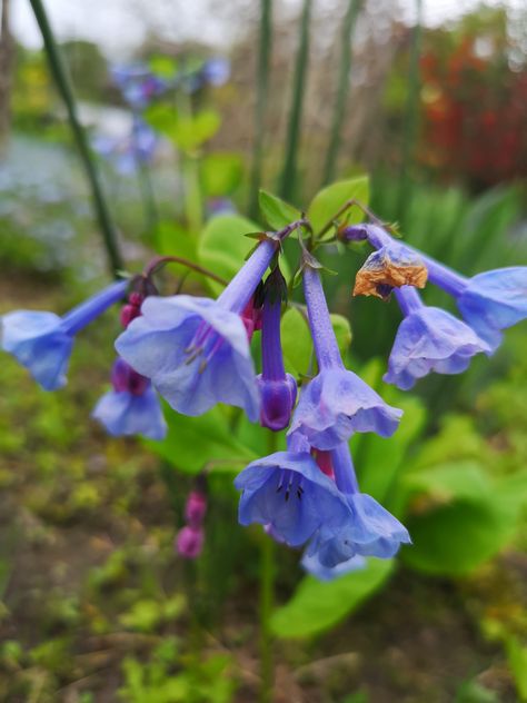 May 24, 2019. Mertensia virginica. Virginia bluebells Mertensia Virginica, Virginia Bluebells, Garden Of Eden, Botany, Trees To Plant, Eden, Virginia, Shades, Plants