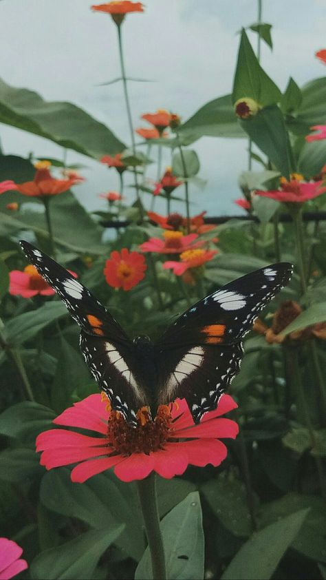 #flower #butterfly #photography #aestheticflower Butterfly Iphone Wallpaper Aesthetic, Fall Butterfly, Posting Content, Butterfly Aesthetic, Butterfly Photography, Butterfly Nature, Nature Iphone Wallpaper, Flower And Butterfly, Butterflies Flowers