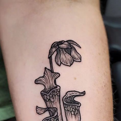 Pitcher Plant Tattoo, Plant Tattoo, Pitcher Plant, Tattoo Inspo, Tattoos And Piercings, Alabama, Whiskey, Tattoo Ideas, Piercings