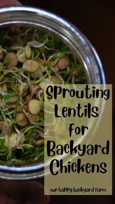 How To Sprout Lentils For Chickens, Frozen Chicken Treats Diy, Frozen Treats For Chickens, Lentil Sprouts For Chickens, Sprouting Lentils For Chickens, Sprouted Lentils Recipes, Diy Chicken Feed Recipes, Lentils For Chickens, Sprouts For Chickens