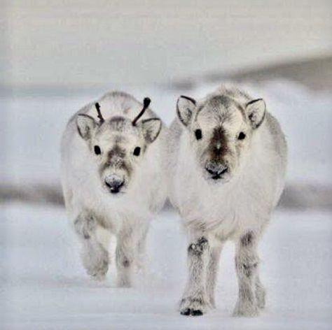 Two adorable roly poly baby reindeer. White Animals, Baby Reindeer, Winter Animals, Cute Creatures, Sweet Animals, Animal Photo, 귀여운 동물, Animals Friends, Beautiful Creatures