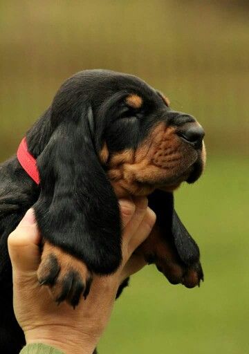 I cant take it .black and tan coonhound puppies steal my heart! Coretec Lvp, Coonhound Puppy, Bloodhound Puppies, Black And Tan Coonhound, Puppy Breath, Hound Puppies, Lvp Flooring, Crazy Dog Lady, Puppies And Kitties